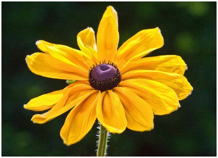 Yellow Flower