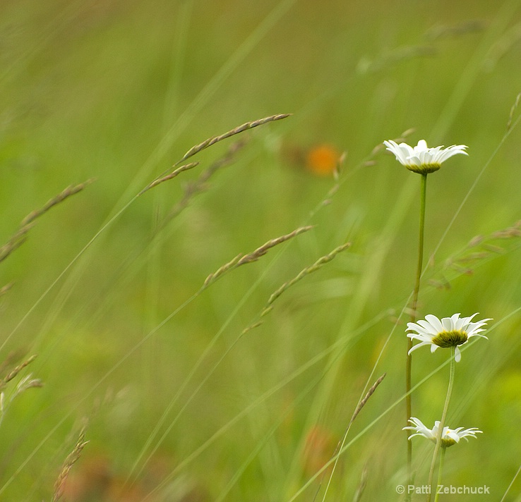 Daisies In The Rough