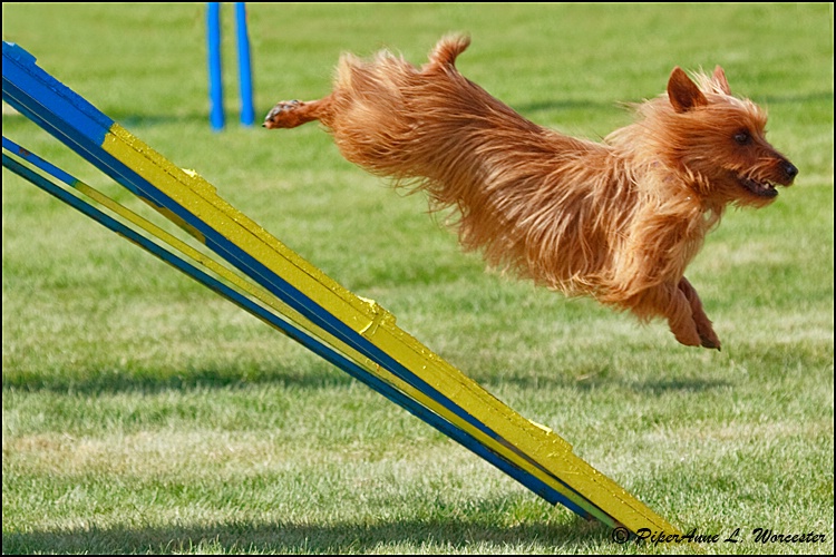 Australian Terrier