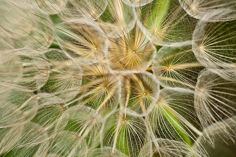 Dandelion