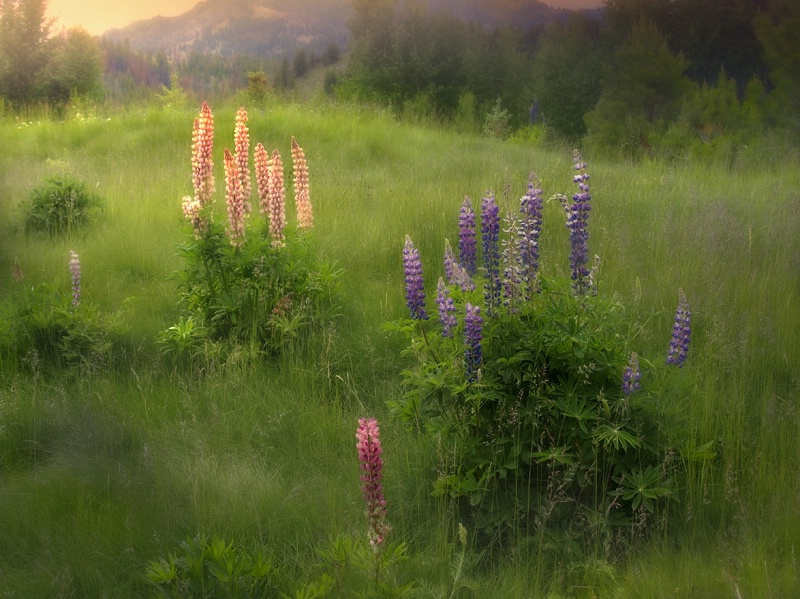 Sun Valley Lupines