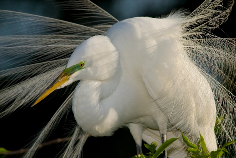 Great Egret, breeding plumage - ID: 8660374 © Michael Cenci