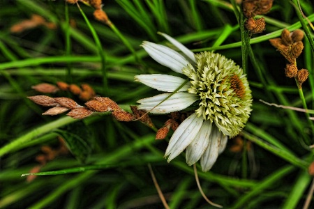 In The Summer Garden