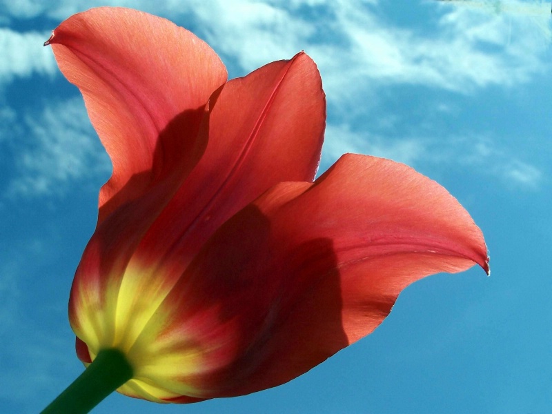 Red Tulip