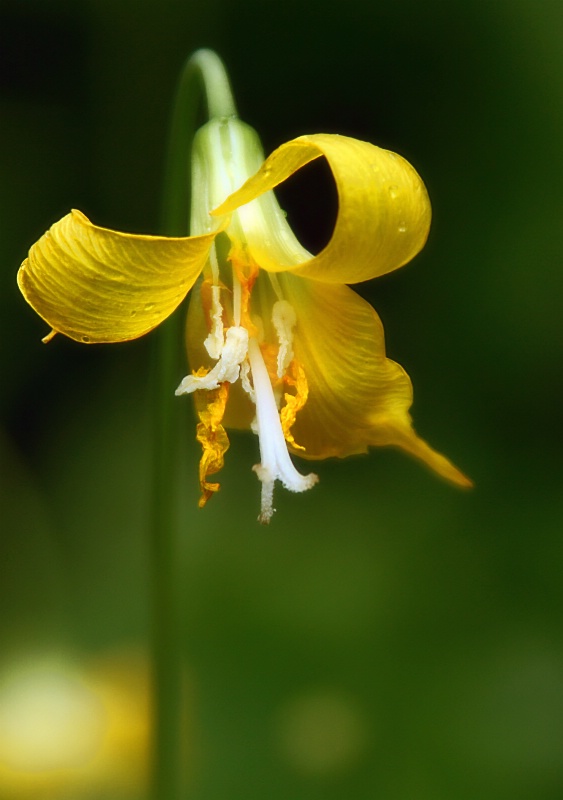Yellow Glacier Lily