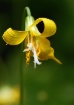 Yellow Glacier Li...