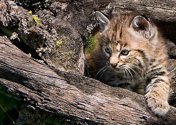 Lynx Kitten Peering Out