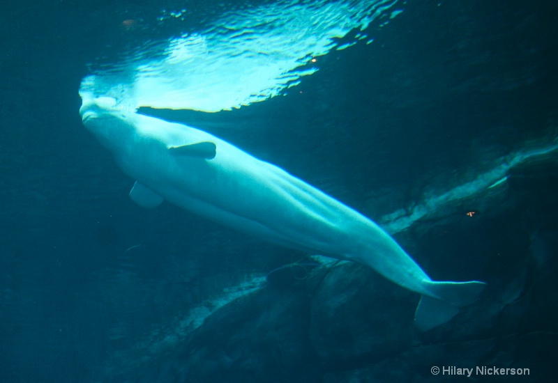 Beluga Whale  at surface