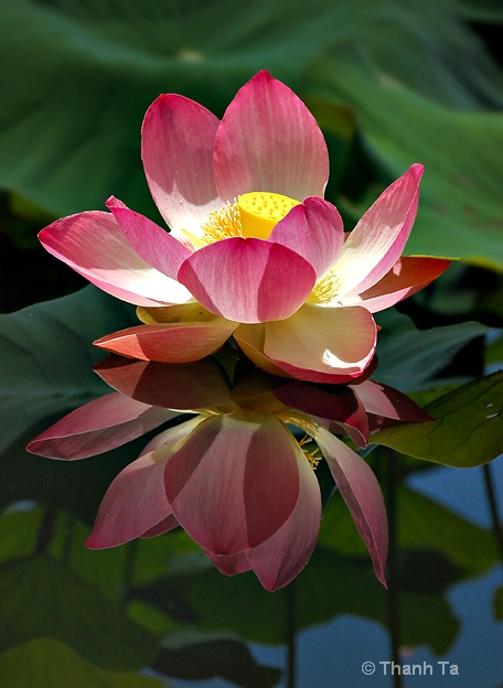 Lotus