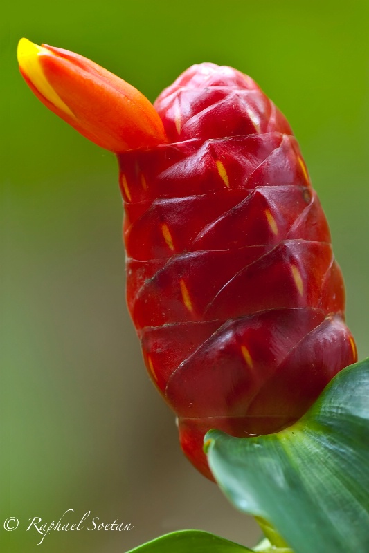 Costus Ginger