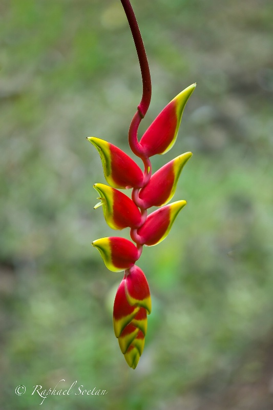 Heliconia Rostrata