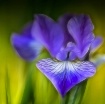 Stylized Iris