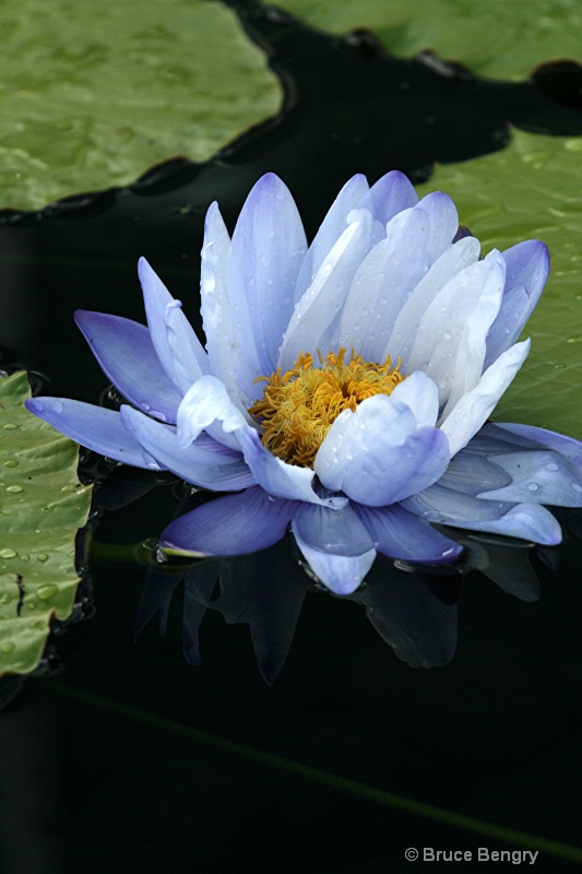 Blue waterlily