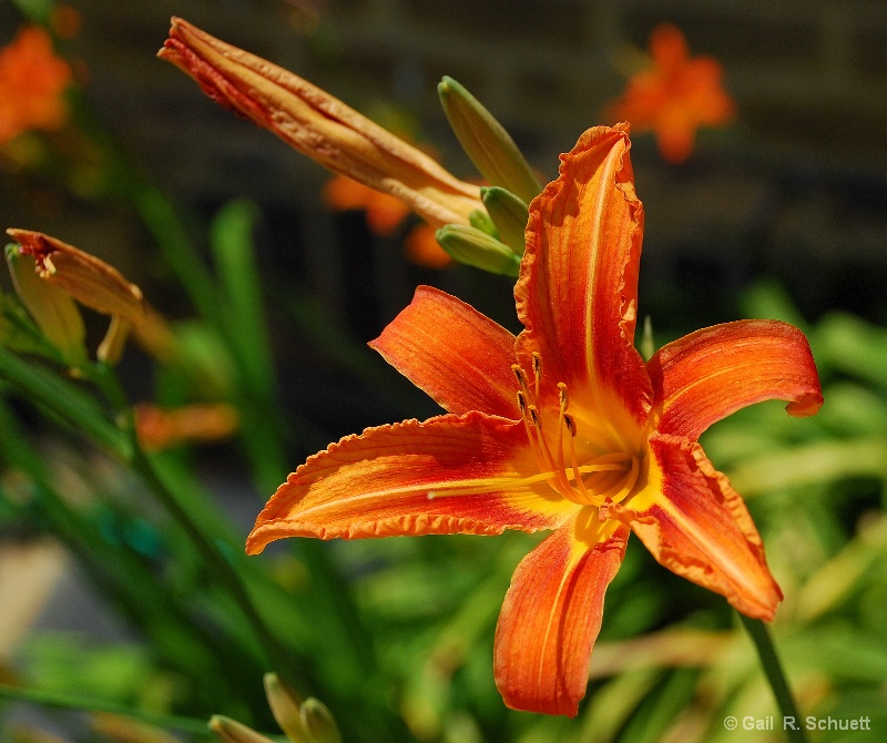 Lovely Orange Lily