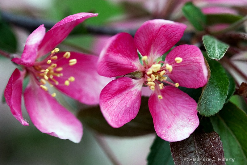 Crab apple blossom - ID: 8668607 © Eleanore J. Hilferty