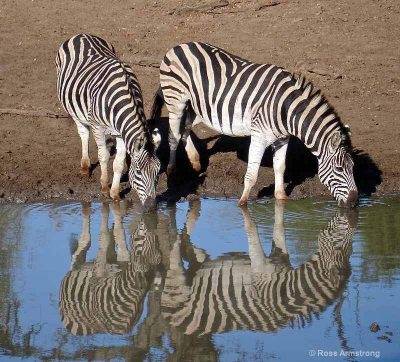Striped Reflection