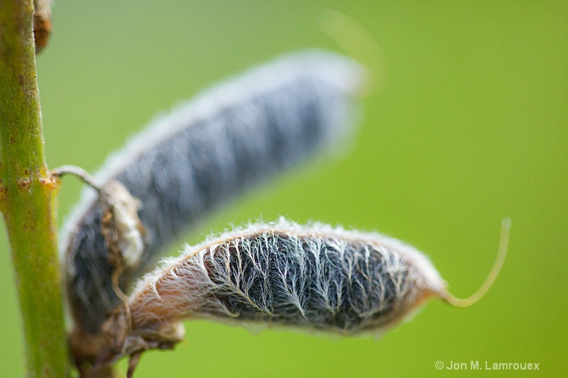 Furry Seed Pods 1