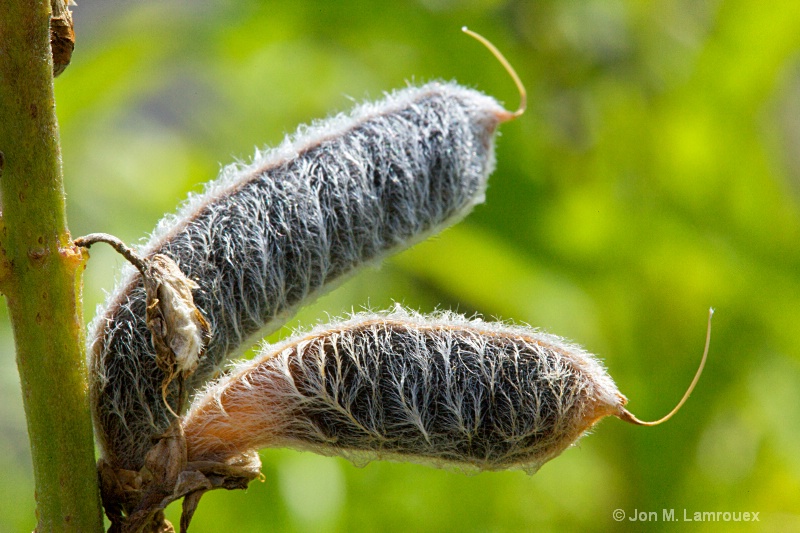 Furry Seed Pods 2