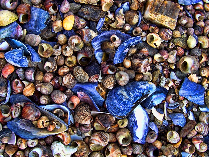Colorful Shells