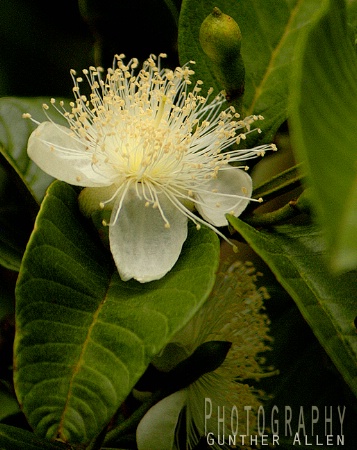Guava Blossom