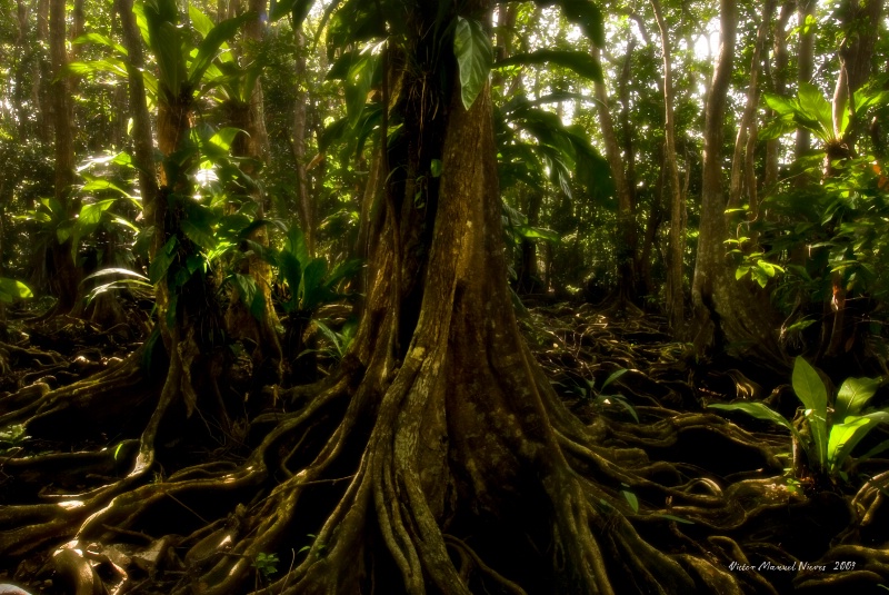 Pterocarpus Forrest II