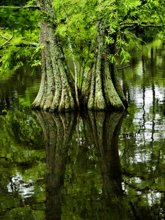 Cypress Reflections
