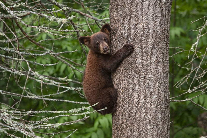 Black Bear Cub 095