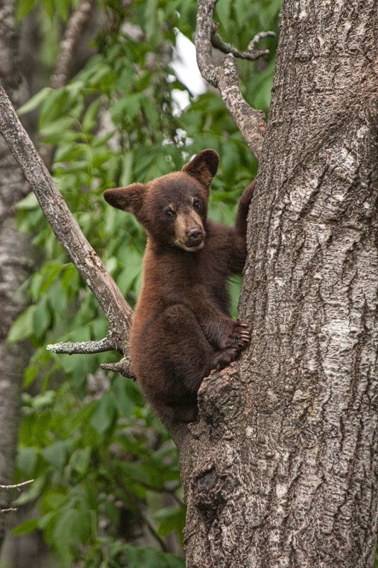 Black Bear Cub 219