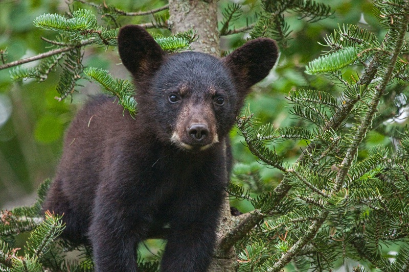 Black Bear cub 349