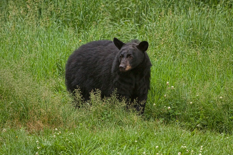 Black Bear 119