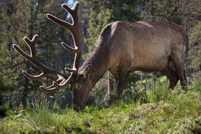 Yellowstone Elk 203