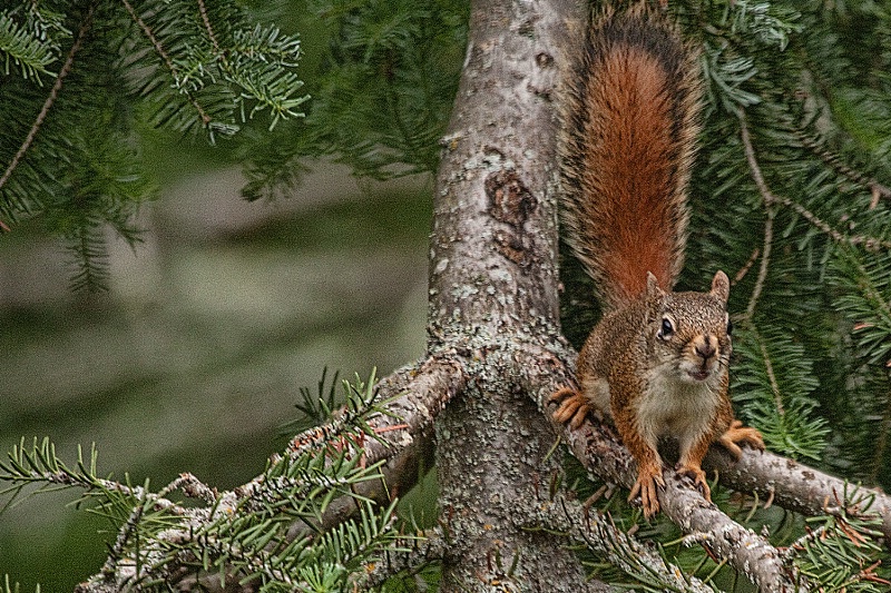 Squirrel 216