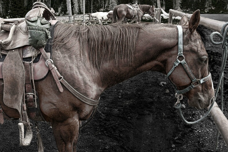 Trail Horses 227