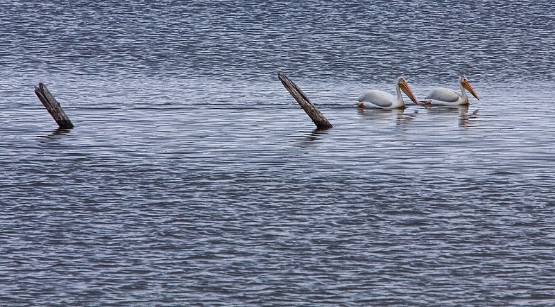 White Pelicans 065