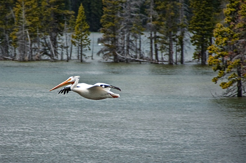 White Pelican 150