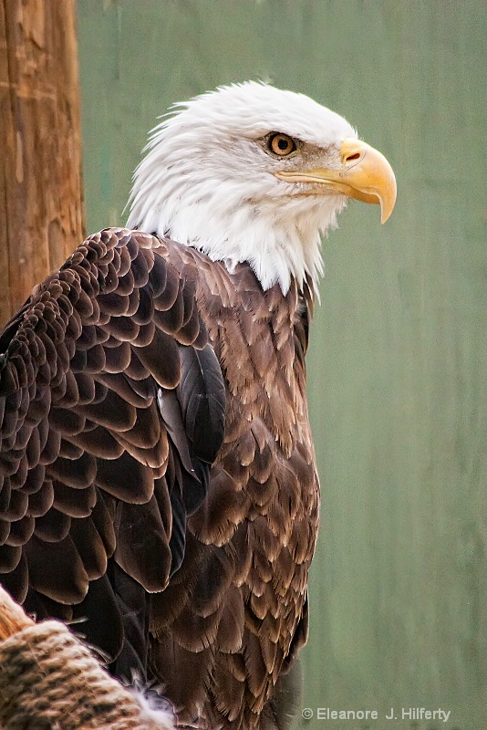  American Eagle 2 - ID: 8676971 © Eleanore J. Hilferty