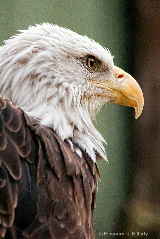 American Eagle 1 - ID: 8676972 © Eleanore J. Hilferty