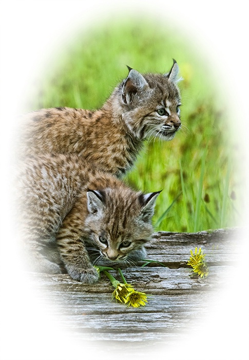 Lynx Kittens on Log