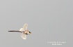 Dragonfly flight