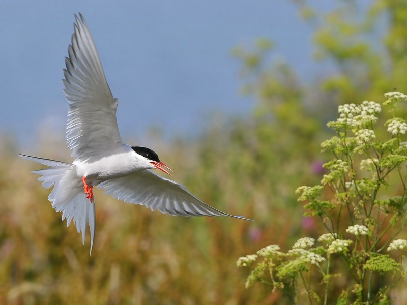 Tern Flying