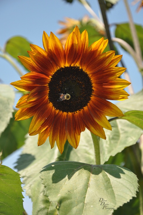 Sun Flower And Bee