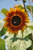 Sun Flower And Be...