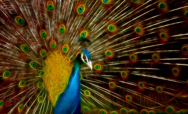 Peacock Glows