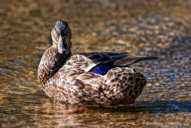 Duck 2 - ID: 8680788 © Eleanore J. Hilferty