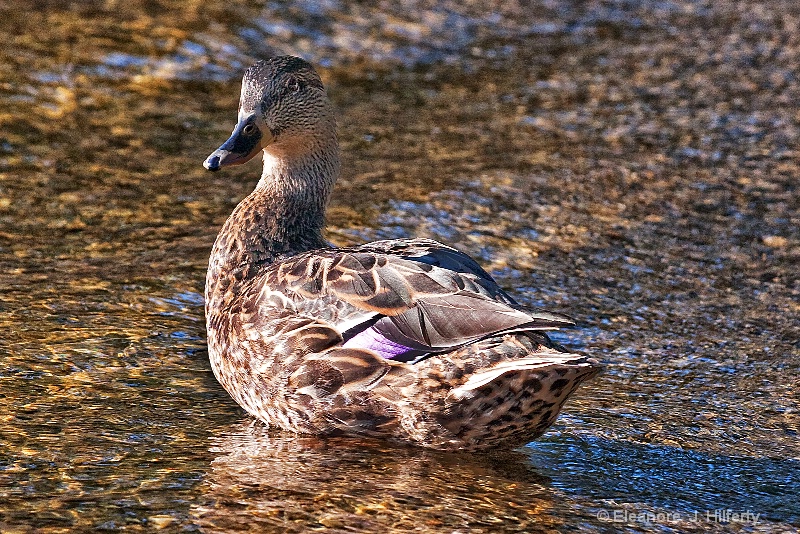 Duck 1 - ID: 8680792 © Eleanore J. Hilferty