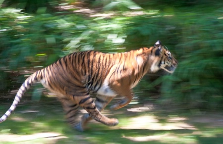 Dashing tiger