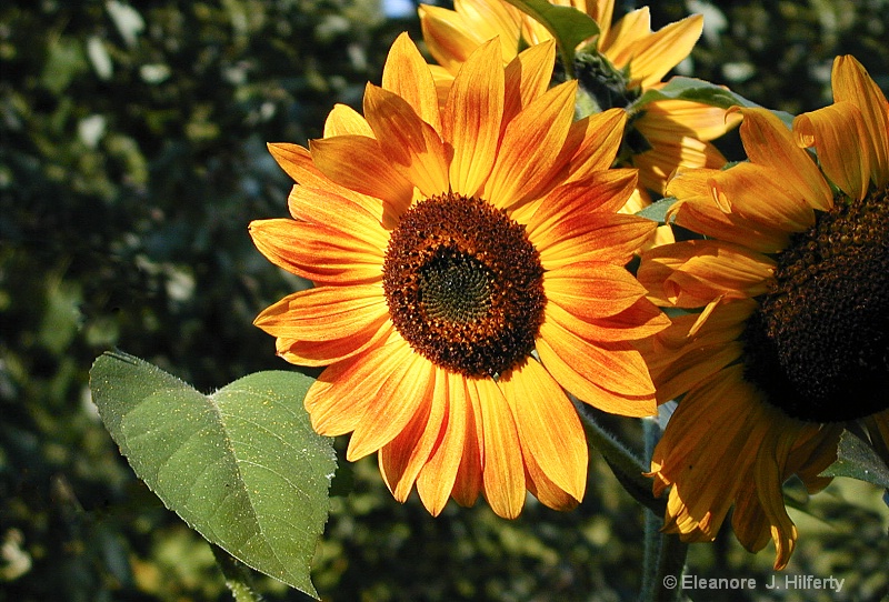 Sunflower - ID: 8681176 © Eleanore J. Hilferty