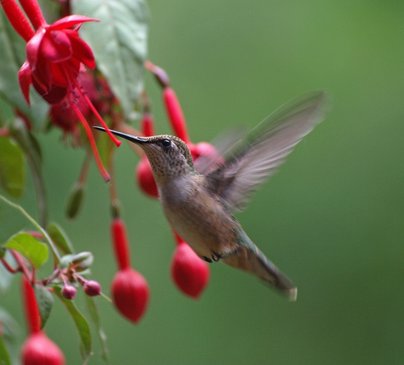 Hummingbird at Fuchsia