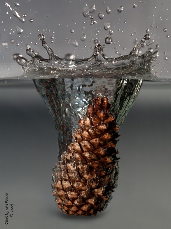 Pine Cone Splash
