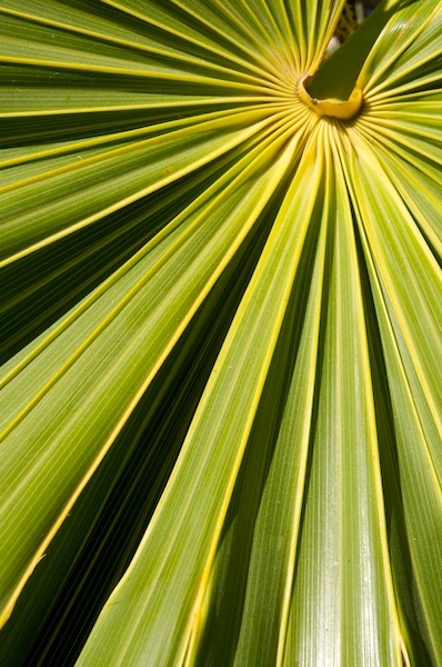 Pretty Palm